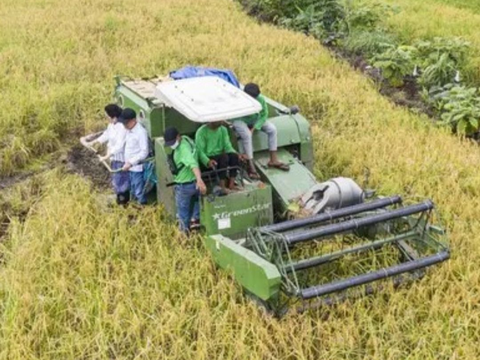 Daftar Lokasi Program Food Estate yang Dicap Gagal dalam Debat Cawapres