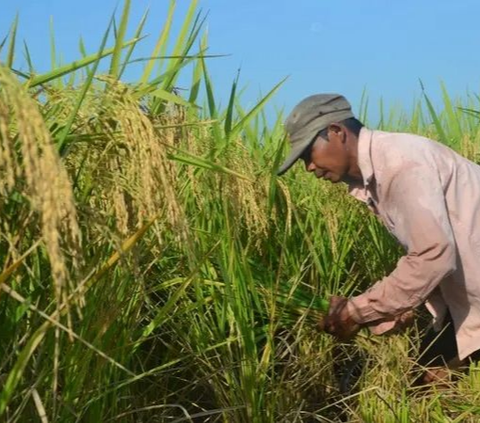 Daftar Lokasi Program Food Estate yang Dicap Gagal dalam Debat Cawapres