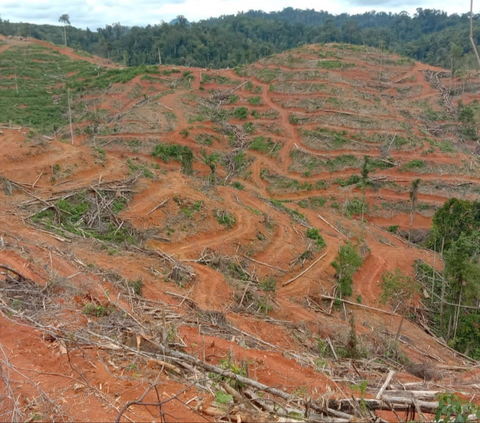 Mahfud Sebut Deforestasi 12,5 Juta Hektare, Menteri LHK: Data Itu Salah