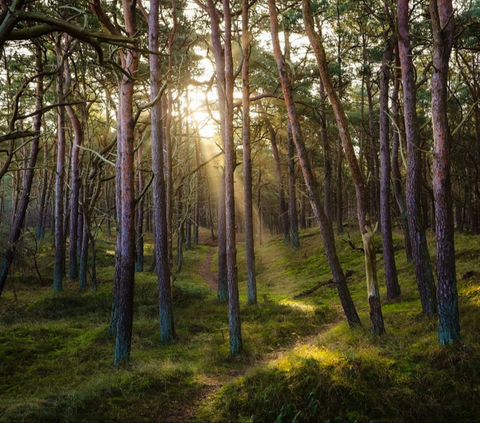 Sustainability adalah Keberlanjutan, Begini Pengertian dan Cara Mewujudkannya