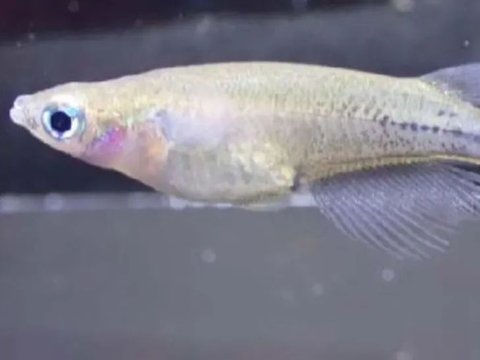 Unique, Indonesian Fish Turns Black When Angry