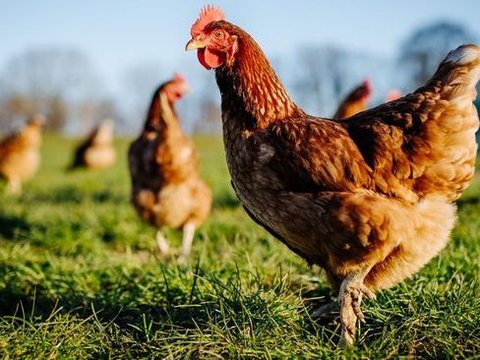 Can Chickens See in the Dark? Here's What Research Says