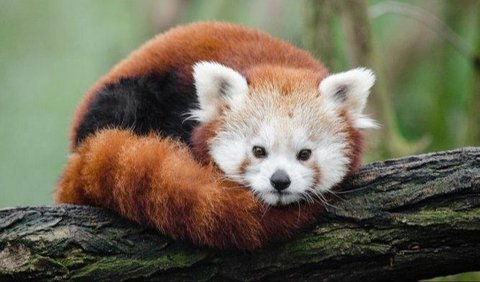 <b>Panda Merah</b>
