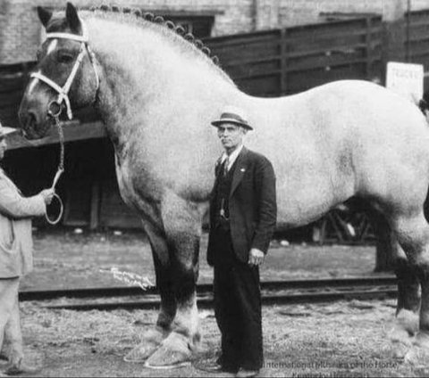 Seeing 'Sampson', the Largest Horse that Ever Lived in This World