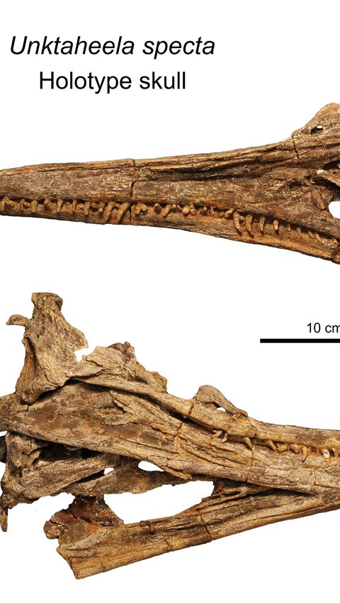 3. Penemuan Dua Tengkorak Fosil Unktaheela Specta<br>