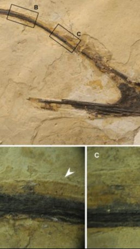 4. Penemuan Ini Membuka Kunci Penelitian Menyeluruh pada Spesies Pterosaurus<br>