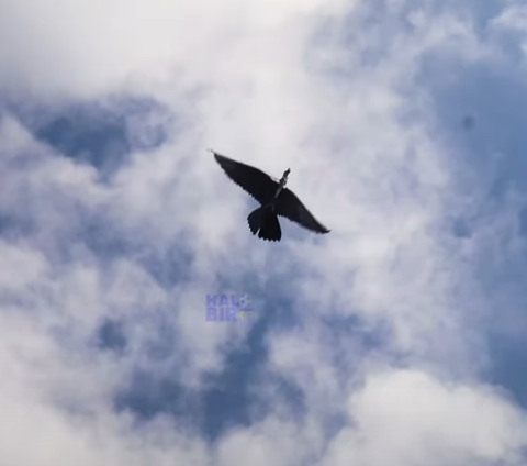 ⁠Ancaman Perang dari Serangan Udara, Poltekad Bikin Sendiri Drone Burung, Kolonel Nur Rachman 'Mendukung Untuk Pengintaian'
