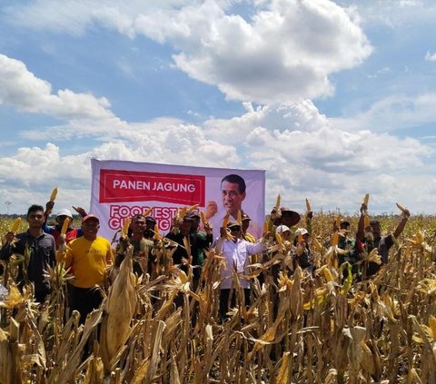 Mahfud MD Sebut Food Estate Proyek Gagal, Mentan Amran Pamer Panen Jagung di Gunung Mas