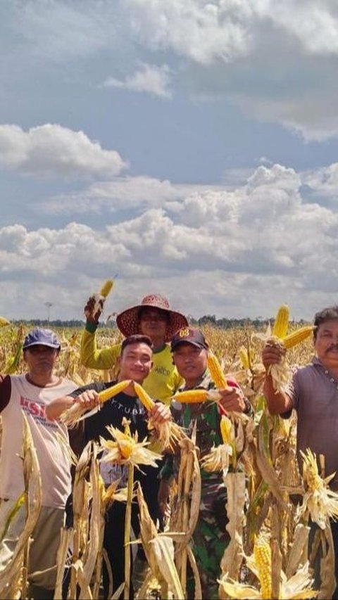 Mahfud MD Sebut Food Estate Proyek Gagal, Mentan Amran Pamer Panen Jagung di Gunung Mas