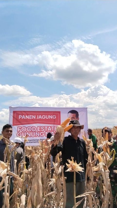 Mahfud MD Sebut Food Estate Proyek Gagal, Mentan Amran Pamer Panen Jagung di Gunung Mas