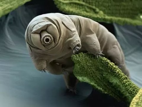 Scientists Uncover the Secrets of Water Bears for Surviving Dangerous Conditions