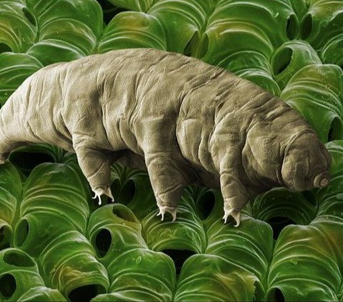 However, in tardigrades, scientists have found that free radicals react with the amino acid cysteine to transform the creature into almost indestructible. They confirmed this by inhibiting the cysteine oxidation process, which prevents tardigrades from entering a tun state.