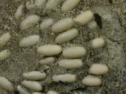 Discovery of the Oldest Nest in the World, 29 Million Years Old, with 50 Insect Eggs