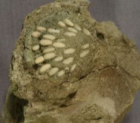 Discovery of the Oldest Nest in the World, 29 Million Years Old, with 50 Insect Eggs