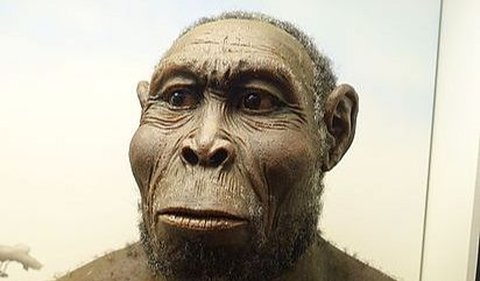<b>Homo Rudolfensis</b><br>