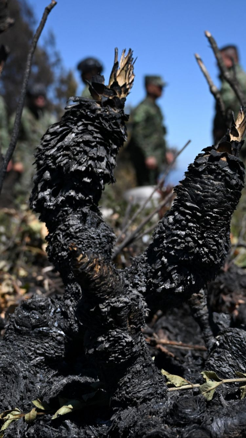 FOTO: Fenomena El Nino Memicu Kebakaran Hutan Tiada Henti di Kolombia