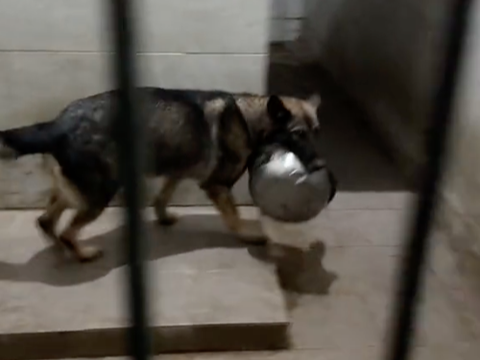 Penampakan Kandang Anjing Polisi saat Malam Hari, Ada yang Antusias Minta Makan