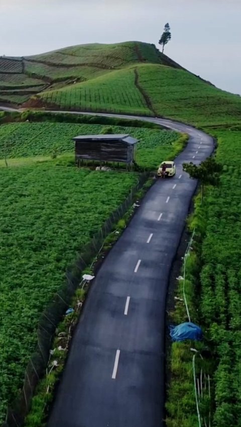 Jadi Korban Konten Viral, Kebun Bawang Ini Rusak Terinjak-Injak