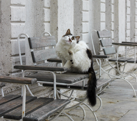 Berikut ini, kita akan membahas sepuluh penyakit kulit yang sering mengintai kucing dan langkah-langkah pencegahan yang dapat diambil untuk menjaga kulitnya tetap sehat.