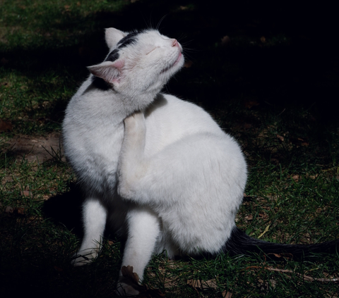 Mengamati perilaku kucing dengan cermat dapat membantu mengidentifikasi alergi lingkungan dan mengambil langkah-langkah untuk mengurangi paparan.