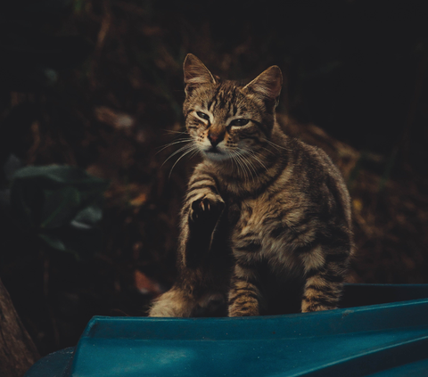 10 Penyakit Kulit yang Mengintai Kucing Kesayanganmu, Waspada!