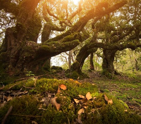 Menjelajah Hutan Bonsai Fatumnasi di NTT, Ribuan Pohon Kerdil Berusia Ratusan Tahun Bentuknya Bak Orang Menari