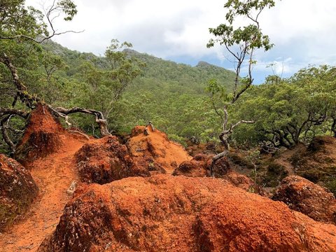 Menjelajah Hutan Bonsai Fatumnasi di NTT, Ribuan Pohon Kerdil Berusia Ratusan Tahun Bentuknya Bak Orang Menari