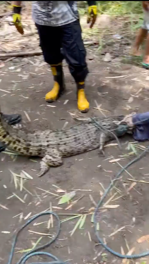 Viral Penemuan Buaya di Wisata Laguna Kalondes, Berhasil Ditangkap<br>