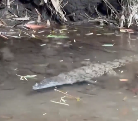 Viral Penemuan Buaya di Wisata Laguna Kalondes, Berhasil Ditangkap