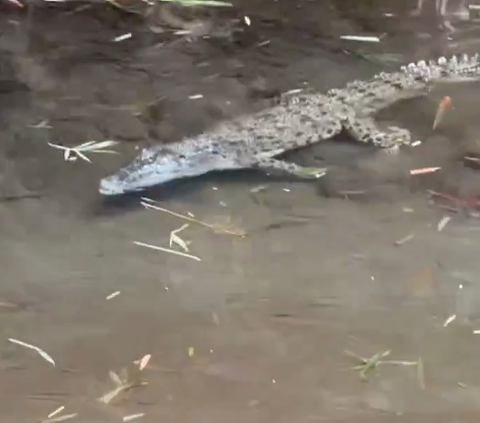 Viral Penemuan Buaya di Wisata Laguna Kalondes, Berhasil Ditangkap