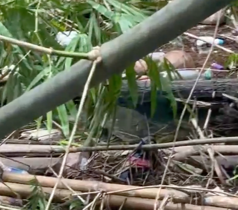 Viral Penemuan Buaya di Wisata Laguna Kalondes, Berhasil Ditangkap