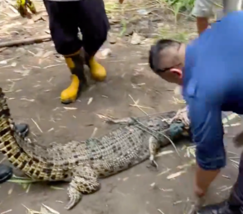 Viral Penemuan Buaya di Wisata Laguna Kalondes, Berhasil Ditangkap