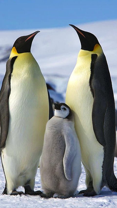 Thanks to Satellite Review, Scientists Discover 4 Penguin Colonies Never Seen Before.