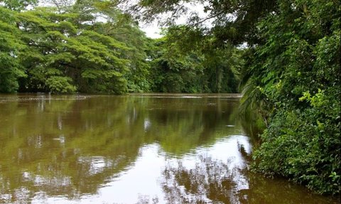 Batu Bergambar Wajah Manusia Berusia 2.000 Tahun Muncul dari Sungai Amazon, Begini Wujudnya