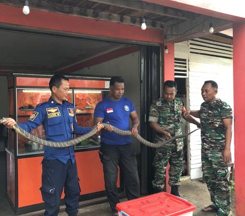 Bikin Geger, Ular Kobra Sepanjang Tiga Meter Muncul dari Rumah Makan