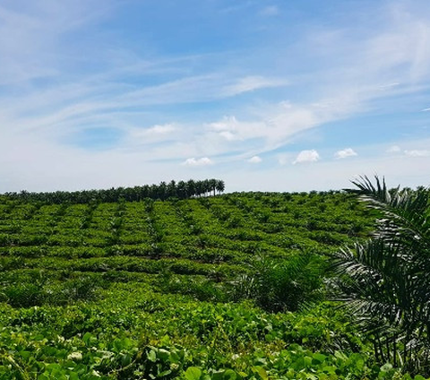PTPN IV PalmCo Target Peremajaan Kelapa Sawit 60.000 Hektare Hingga 2026