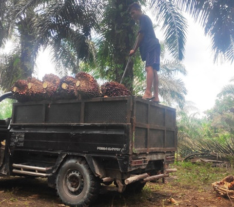 PTPN IV PalmCo Target Peremajaan Kelapa Sawit 60.000 Hektare Hingga 2026