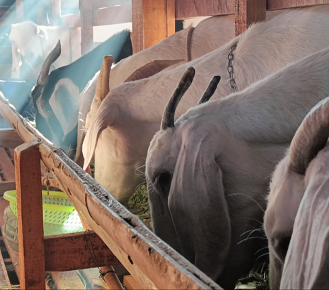 Inovasi Desa di Sragen: Pabrik Susu & Kesejahteraan Peternak Kambing