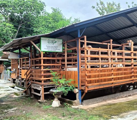 Inovasi Desa di Sragen: Pabrik Susu & Kesejahteraan Peternak Kambing