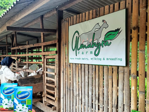 Inovasi Desa di Sragen: Pabrik Susu & Kesejahteraan Peternak Kambing