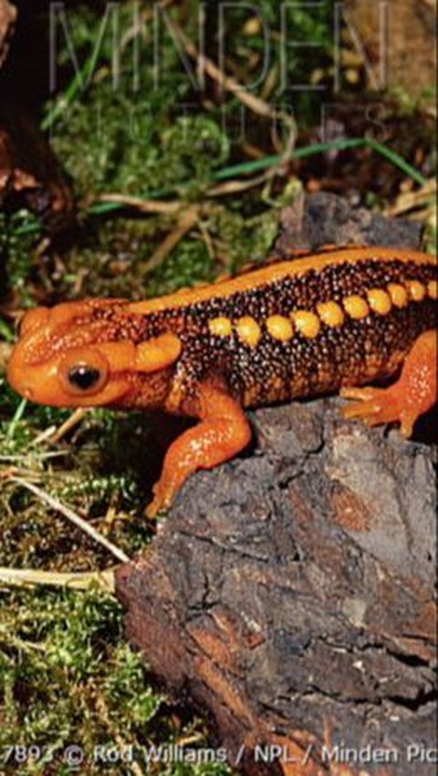 Jenis Buaya Baru dari Spesies Salamander Ditemukan, Ukuran Mungil hanya 6 cm!<br>