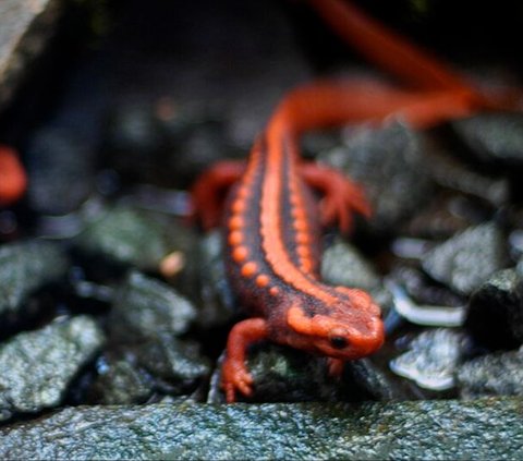 Jenis Buaya Baru dari Spesies Salamander Ditemukan, Ukuran Mungil hanya 6 cm!