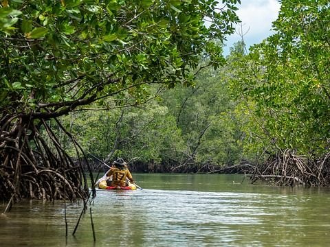 Wisata Mangrove Gunung Anyar