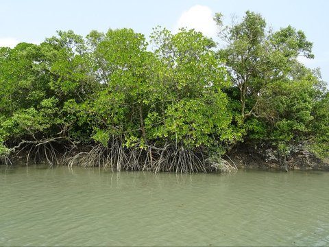 Wisata Mangrove Muara Gembong