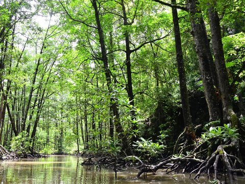 Wisata Mangrove Karimunjawa