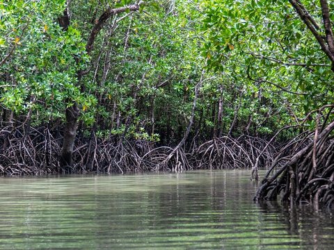 Wisata Mangrove Angke Kapuk