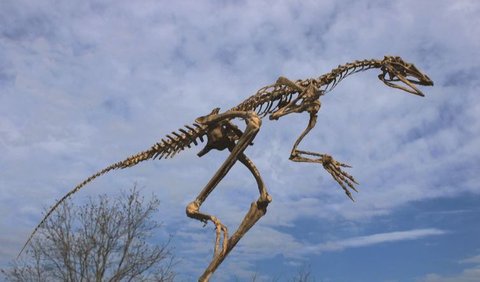 1. Venetoraptor Gassenae Mengungkapkan Awal dari Prekursor Pterosaurus<br>