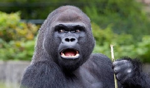 <b>Gorila</b>