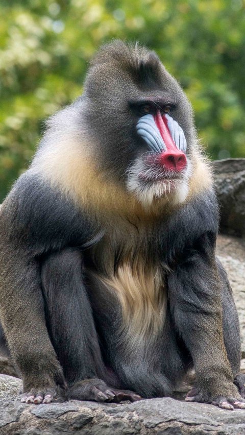 8 Jenis Primata Paling Berbahaya di Dunia, Jangan Dekat-Dekat