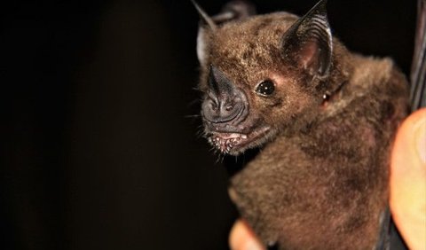9. Great Spear-Nosed Bat